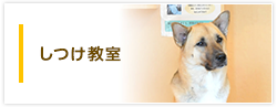 しつけ教室