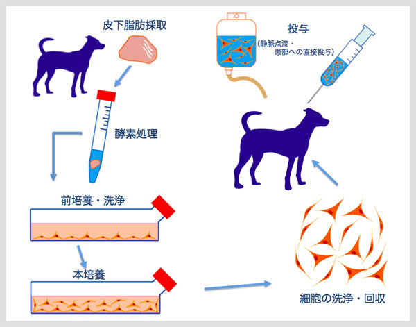 幹細胞療法とは