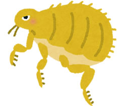 フェラリア・ノミ予防