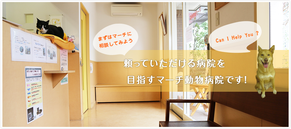頼っていただける病院を目指すマーチ動物病院です!