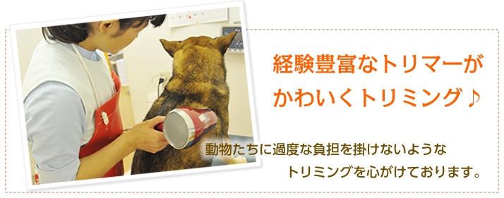 経験豊富なトリマーがかわいくトリミング♪
