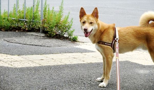 つるちゃんです。