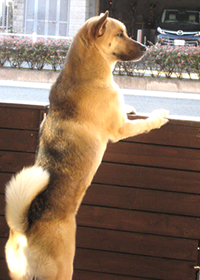 マーチ動物病院の開業について